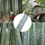 40 броя редки бамбукови семена зелен бамбук Moso-Bamboo Pla мосо бамбо растение декорация украса за , снимка 4