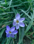 Ифейон , снимка 1 - Градински цветя и растения - 44911814