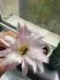 Кактус цъфтящ , снимка 1