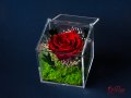 Естествена Вечна Роза в Акрилна Кутия / Уникален Подарък за Рожден Ден / Жива Вечна Роза в Кутия, снимка 10