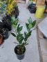 Промоция на дафинов лист - лаврово дърво, снимка 5