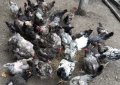 Кокошки - Уникални породи, снимка 14