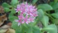 Дебела Мара (Sedum spectabile), снимка 1 - Градински цветя и растения - 40416131