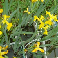Блатна перуника (Iris Pseudacorus), снимка 2 - Градински цветя и растения - 30772495
