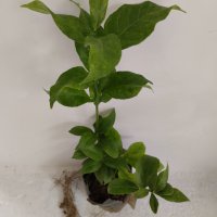 Лимони(корен), снимка 9 - Стайни растения - 14936761