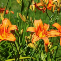 Хемерокалис оранжев, снимка 5 - Градински цветя и растения - 44900446