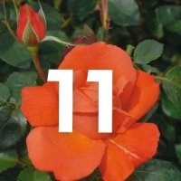 Корени готови за засаждане ” Черна Роза”, " Нефрит ", " Дъгова " внос Холандия, сертифицирани, снимка 8 - Градински цветя и растения - 32796152