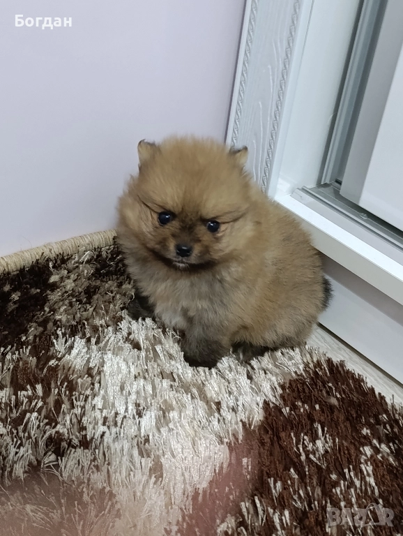 сладки пухкави госпожици , снимка 1