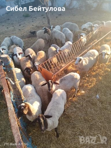 Продавам овце,агнета и кочове, снимка 1