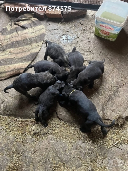 Продавам чистокръвни кученца, снимка 1