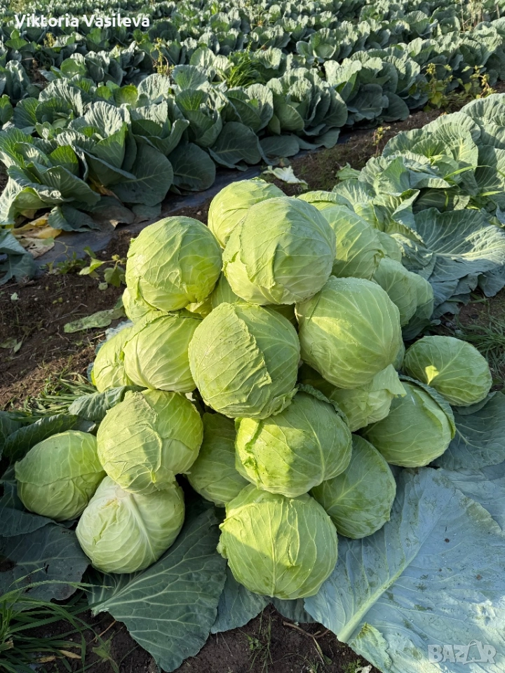 Зеле марлу , снимка 1