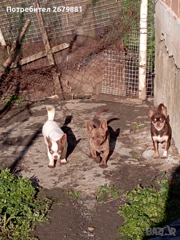 Чихуахуа - добри майки, снимка 1