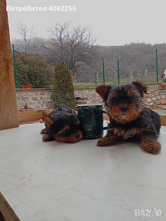 Мини йоркширски териери , снимка 1