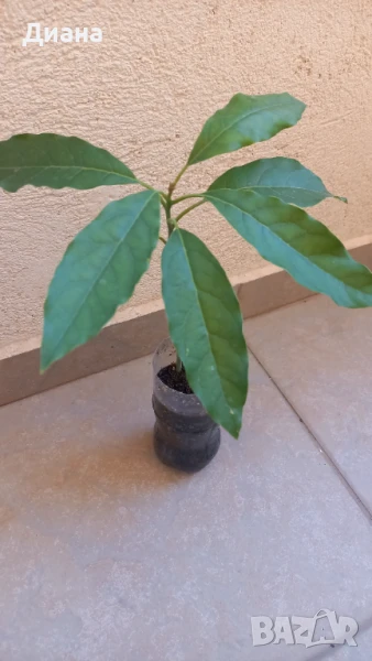 Авокадо, снимка 1