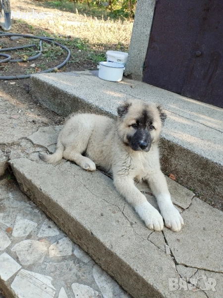 Кангал, снимка 1