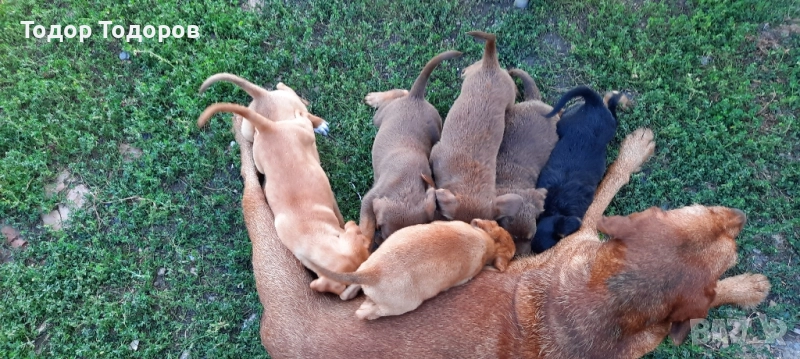 Гонче 9 броя ПОДАРЯВАТ СЕ, снимка 1