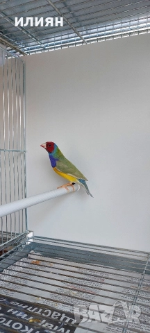 Гулдова амадина, снимка 3 - Амадини - 52964850