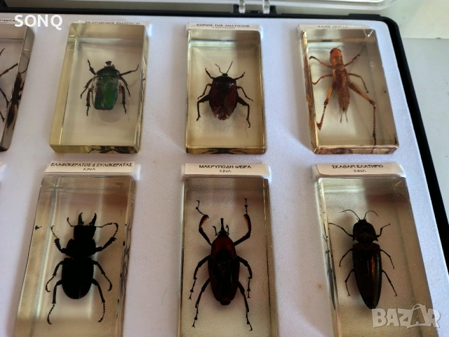 Страхотна Колекция Хербарий От Буболечки,Насекоми, снимка 3 - Колекции - 53137155