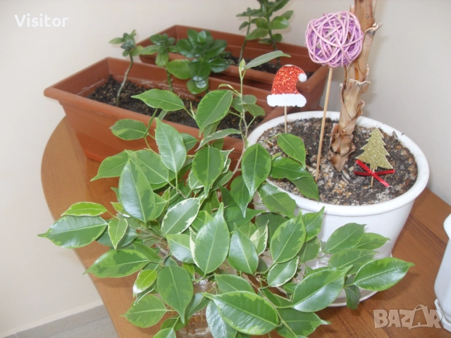 Samsung L200 Digital Camera   -10.2 МРх, снимка 17 - Фотоапарати - 52805441