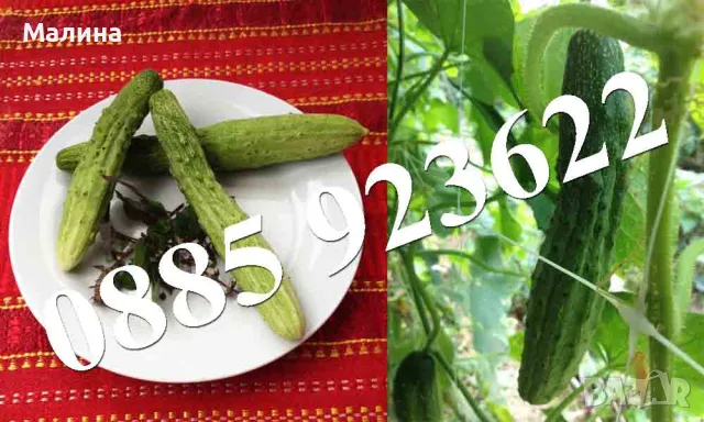 100+ Био Семена Стари Селски Сортове Домат, Краставици, Тютюн, Люти Чушки + ПОДАРЪК, снимка 5 - Сортови семена и луковици - 38801257