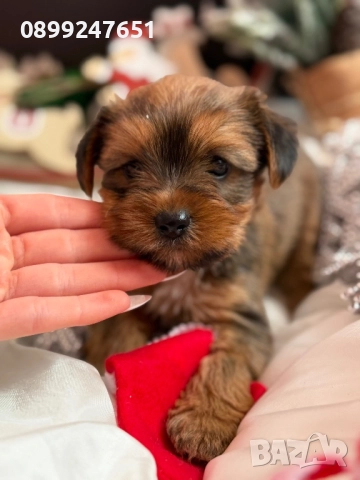 Мини Голдън йорки , снимка 5 - Йоркширски териер - 52857820