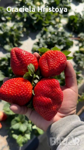 Продавам качествен разсад ягоди , снимка 7 - Разсади - 53504575