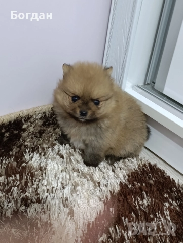 сладки пухкави госпожици 