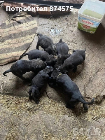 Продавам чистокръвни кученца, снимка 1