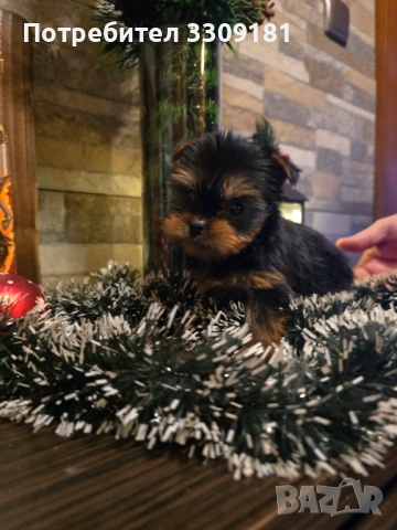 Йоркширски териер , снимка 3 - Йоркширски териер - 52865261