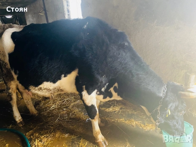 Продавам крави, снимка 2 - Крави - 53449210