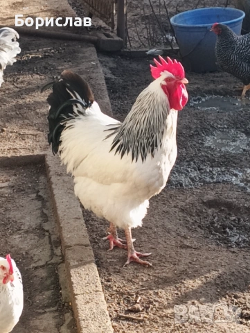 Породисти петли за дамъзлък, снимка 5 - други­ - 52814591