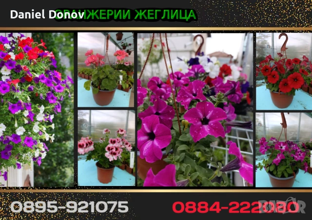 Над 150 сорта разсади за домати, краставици, тиквички, патладжан, дини, пъпеши, цветя, снимка 15 - Разсади - 52473586