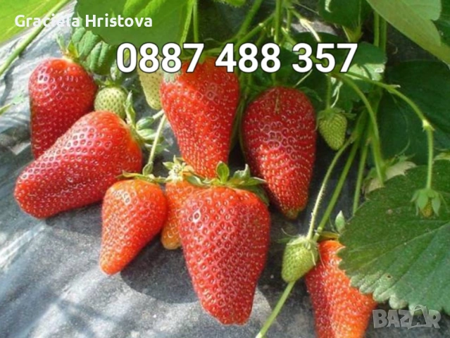 Продавам качествен разсад ягоди тел 0887 488 357 , снимка 10 - Градински цветя и растения - 53465590