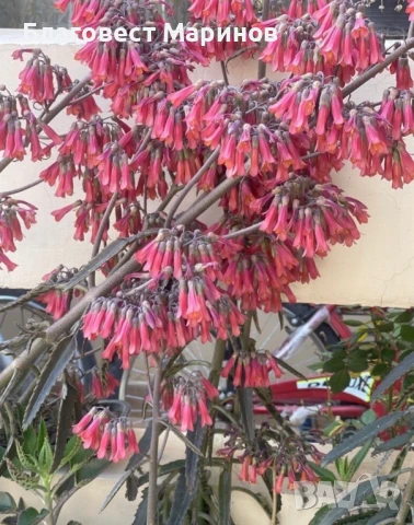Каланхое , снимка 2 - Стайни растения - 50496972