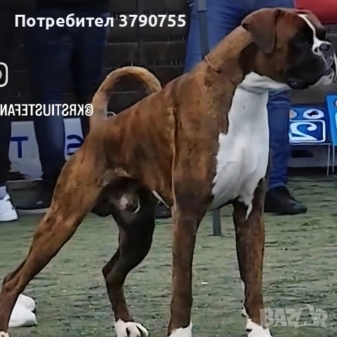 Боксер , снимка 10 - Боксер - 52847032