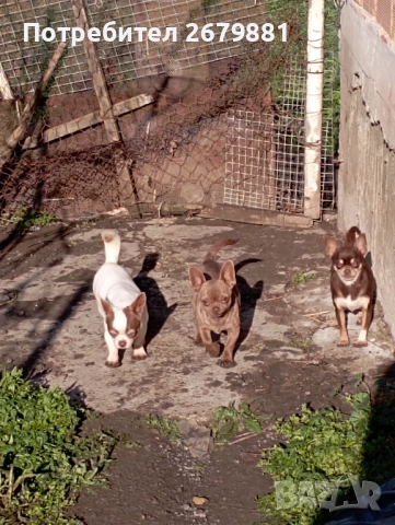 Чихуахуа - добри майки