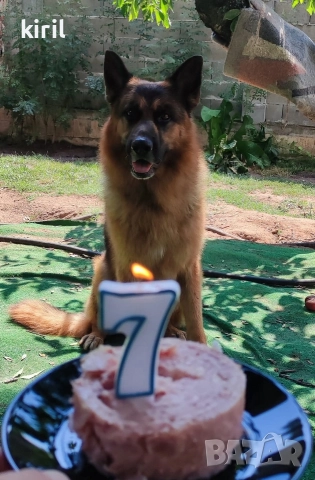 Хотел за кучета - Игри на воля , снимка 16 - Други услуги - 52645885