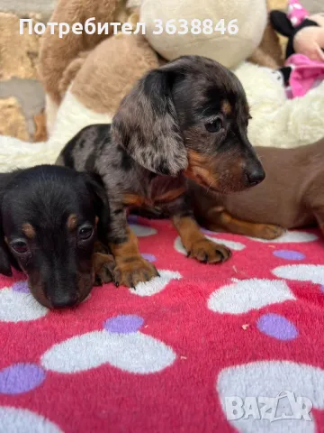 Дакел мини, снимка 2 - Дакели - 49636216