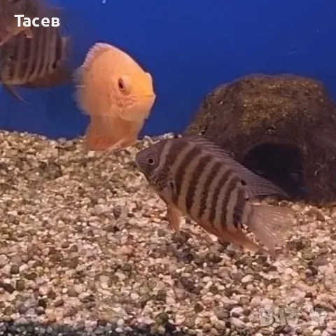 Северуми 5см, снимка 1