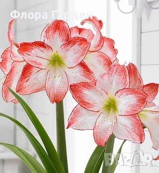 Луковици Амарилис, Хипеаструм, снимка 10 - Сортови семена и луковици - 52256523