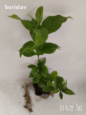 Лимони(корен), снимка 8 - Стайни растения - 14936761