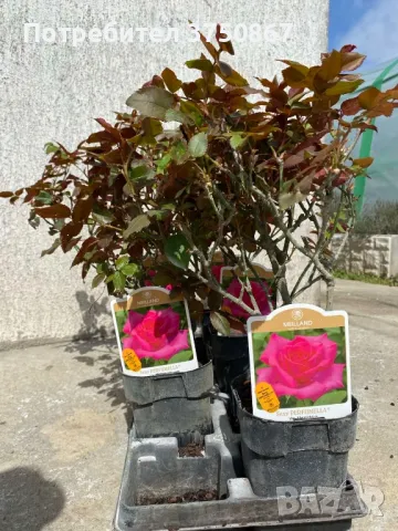 🌹РОЗА 🌹 VELASQUEZ® / Sexy PERFUMELLA® Meimirtylus 🌹, снимка 8 - Градински цветя и растения - 49672735