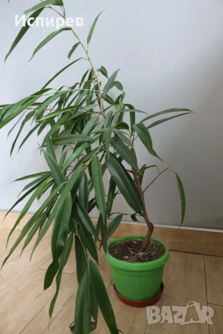 Фикус али, Ficus alii, 3-годишни растения, снимка 7 - Стайни растения - 51544538