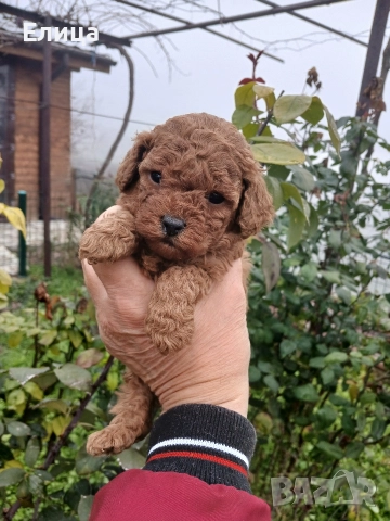 Пудел той , снимка 4 - Пудели - 51937148