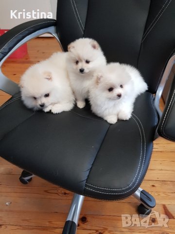 Померани померан померанчета, снимка 4 - Померан - 43700714