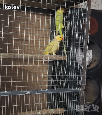 Папагали Малък Александър /двойка, снимка 12 - Папагали - 43090136