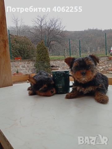 Мини йоркширски териери 