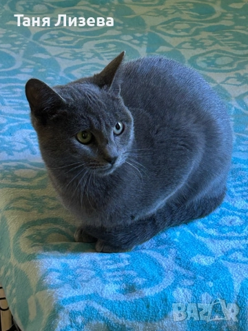Подарявам котенца, снимка 2 - Руска синя котка - 52462285