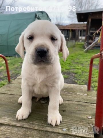 Бебета Лабрадори , снимка 2 - Лабрадор ретривър - 53483020