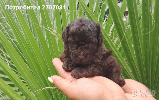 Шоколадови Пудели, снимка 1